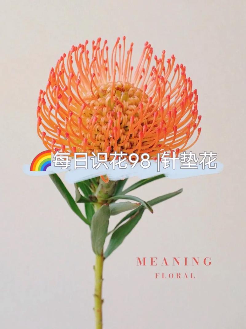 针垫鲜花花语（针垫花鲜切花养护）-第3张图片-花花知道网