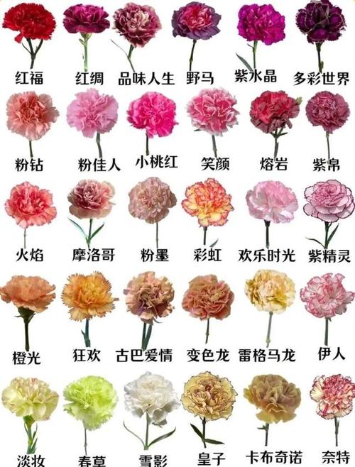 云南康乃馨鲜花花语（云南康乃馨鲜花种植基地在哪里）-第5张图片-花花知道网