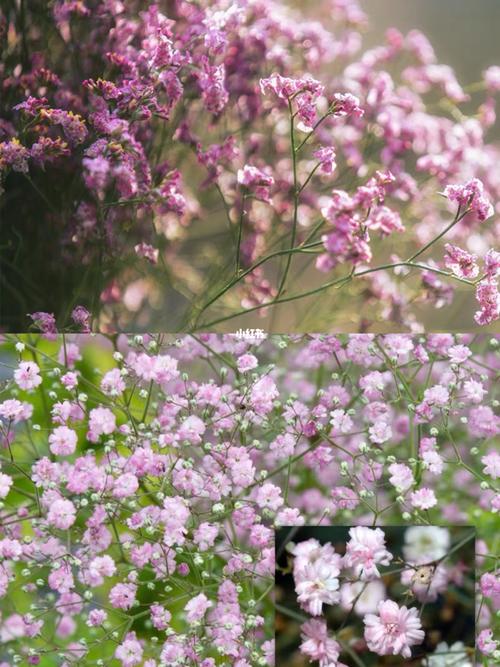 栗子鲜花花语（栗子树花语）-第5张图片-花花知道网