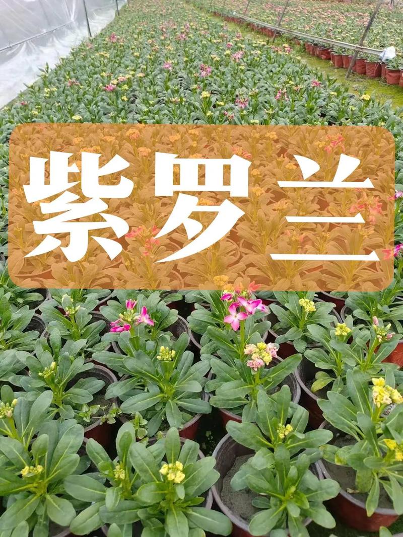 紫罗兰鲜花花语和寓意是什么呢（紫罗兰花语寓意什么,紫罗兰图片大全）-第3张图片-花花知道网