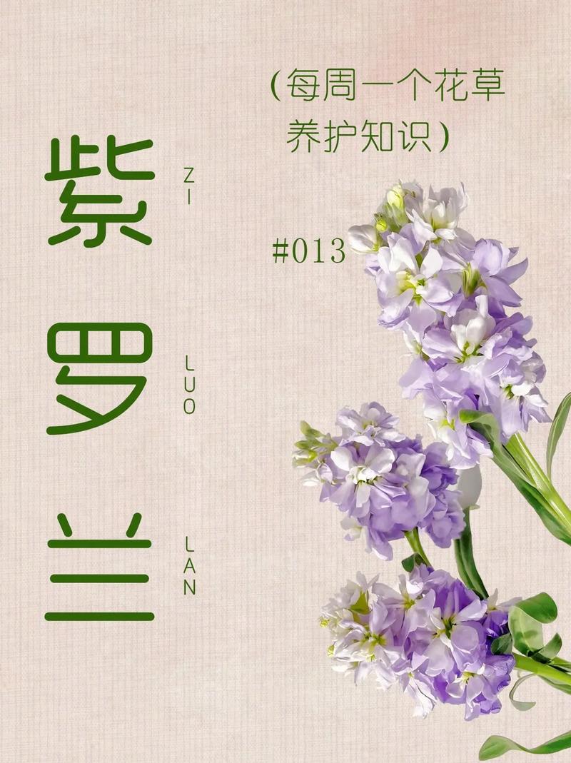 紫罗兰鲜花花语和寓意是什么呢（紫罗兰花语寓意什么,紫罗兰图片大全）-第4张图片-花花知道网