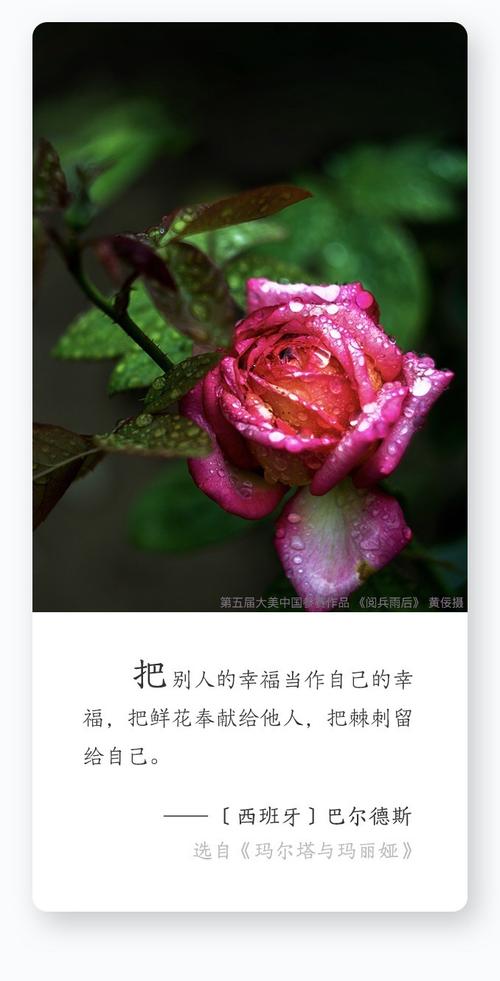 鲜花花语经典句子（鲜花花语经典句子图片）-第3张图片-花花知道网