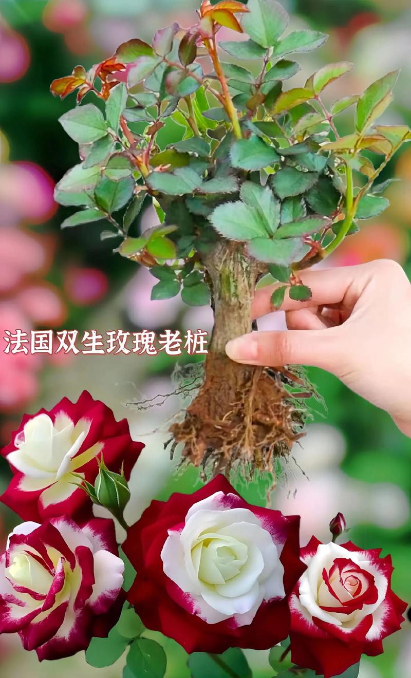 30只鲜花的寓意（各种鲜花所代表的含义）-第7张图片-花花知道网