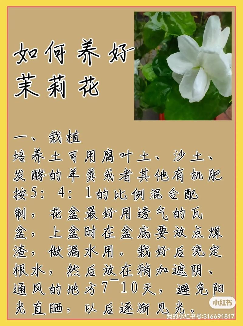 鲜花茉莉花花语寓意和象征（鲜花茉莉花花语寓意和象征）-第4张图片-花花知道网