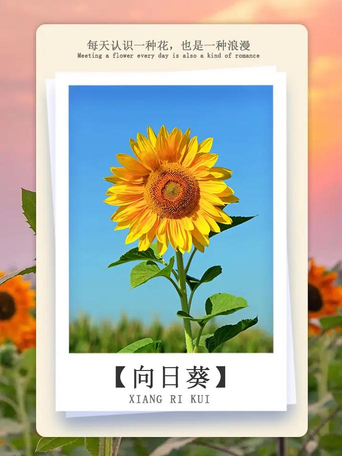 4朵向日葵混搭鲜花寓意（向日葵4朵代表什么）-第2张图片-花花知道网