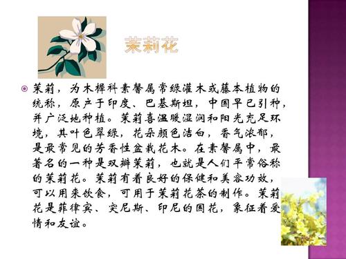 圆叶宝珠茉莉鲜花花语（宝珠茉莉圆叶尖叶）-第1张图片-花花知道网