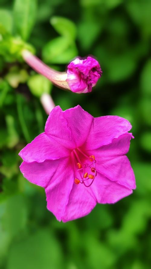 圆叶宝珠茉莉鲜花花语（宝珠茉莉圆叶尖叶）-第2张图片-花花知道网