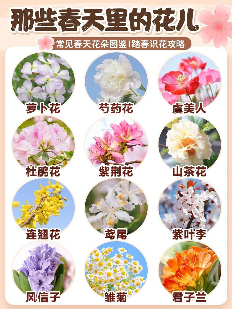 鲜花花语书籍（鲜花语录经典）-第5张图片-花花知道网