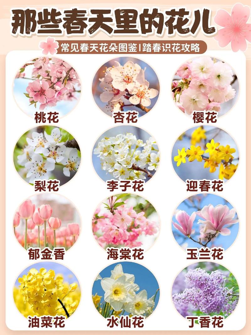 鲜花花语书籍（鲜花语录经典）-第7张图片-花花知道网