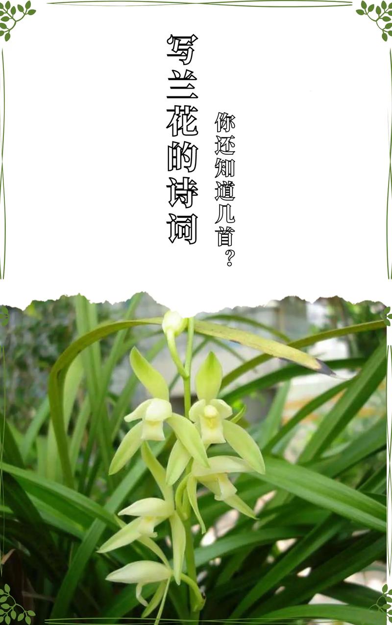 鲜花兰花花语（兰花草花语）-第2张图片-花花知道网