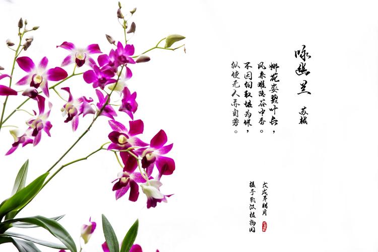 鲜花兰花花语（兰花草花语）-第3张图片-花花知道网