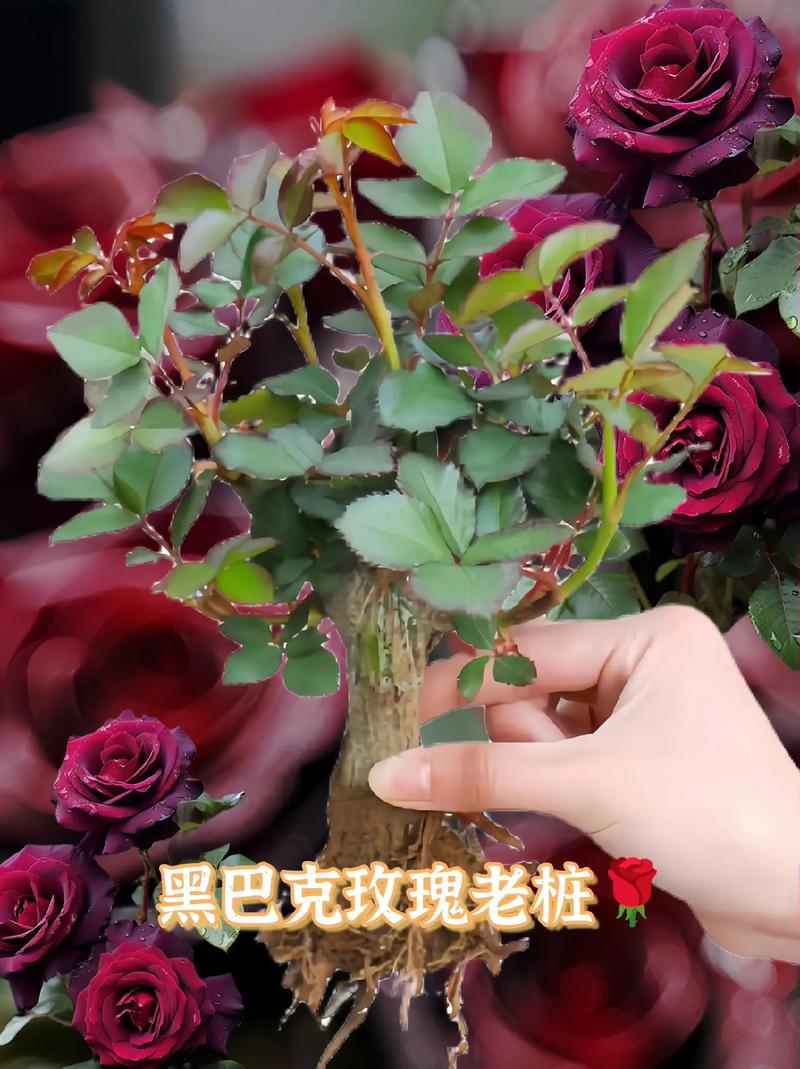 暗黑玫瑰鲜花花语大全（暗黑玫瑰花头像）-第5张图片-花花知道网