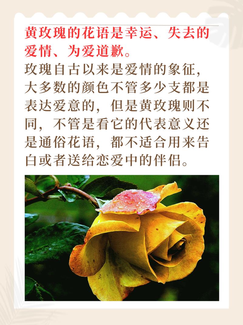 11朵黄玫瑰鲜花花束寓意（11朵黄色玫瑰花）-第4张图片-花花知道网