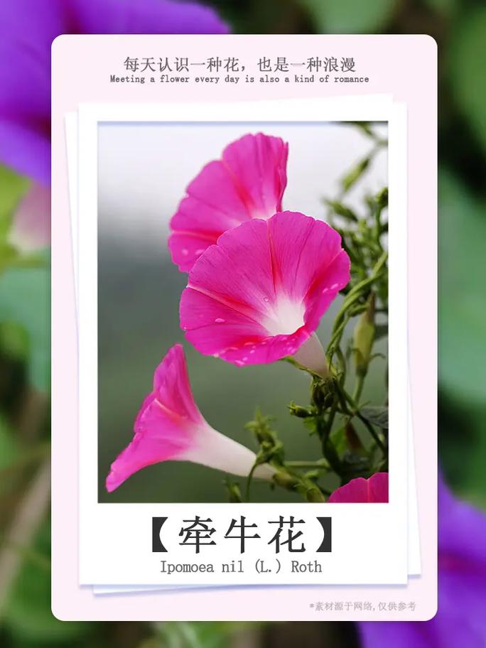 鲜花花语和品种的区别（鲜花花语和寓意）-第1张图片-花花知道网