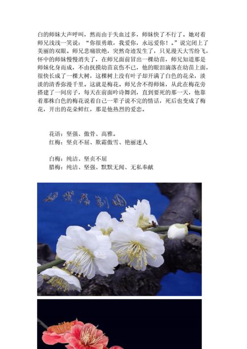 现金鲜花花语（现金花束违法吗）-第1张图片-花花知道网