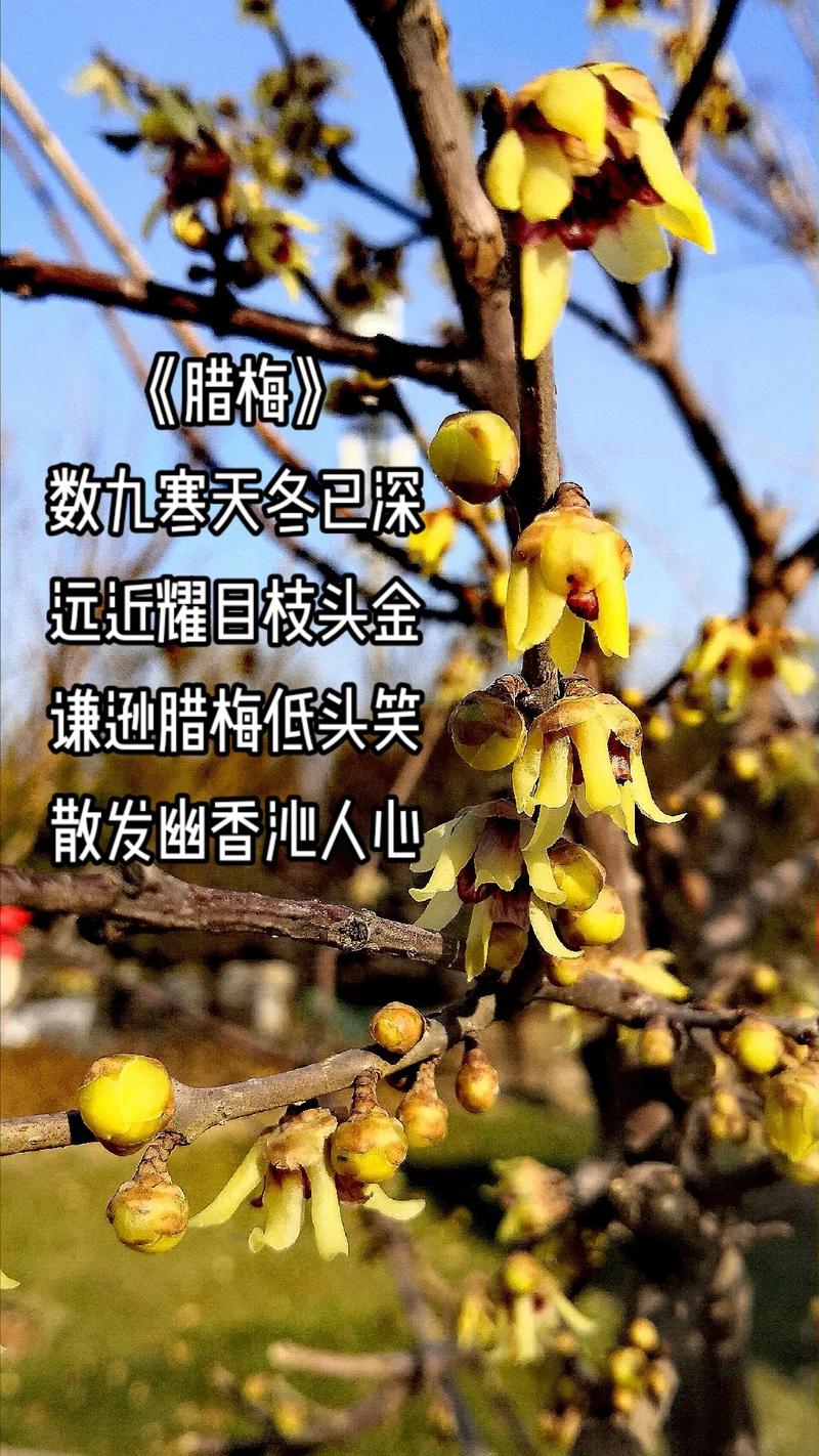 现金鲜花花语（现金花束违法吗）-第5张图片-花花知道网