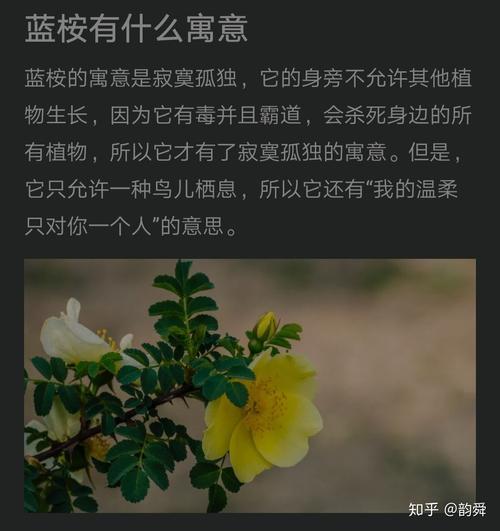 霸道的鲜花花语（霸道总裁花语）-第6张图片-花花知道网