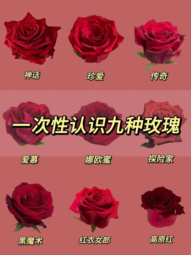 10朵红玫瑰鲜花花束寓意（10朵红玫瑰9朵粉玫瑰）-第4张图片-花花知道网