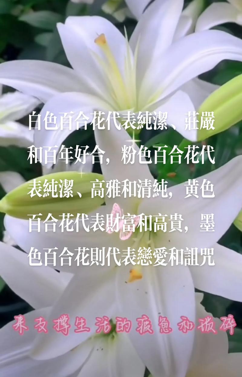 11朵白百合鲜花花束寓意（十一朵白百合花的寓意）-第1张图片-花花知道网