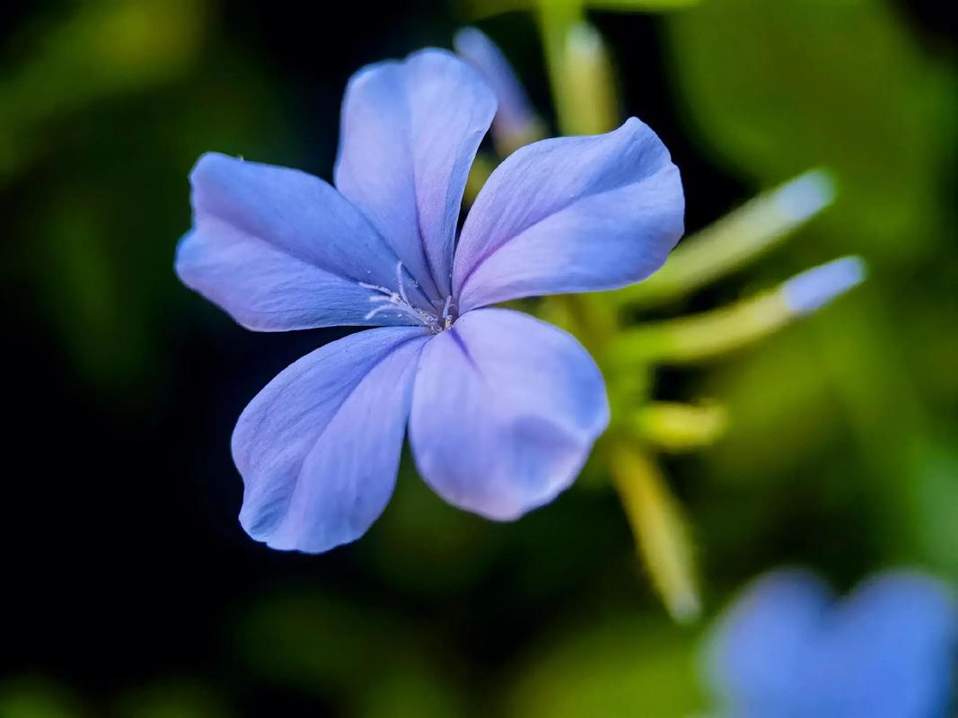 高冷鲜花花语（高冷鲜花花语图片）-第1张图片-花花知道网