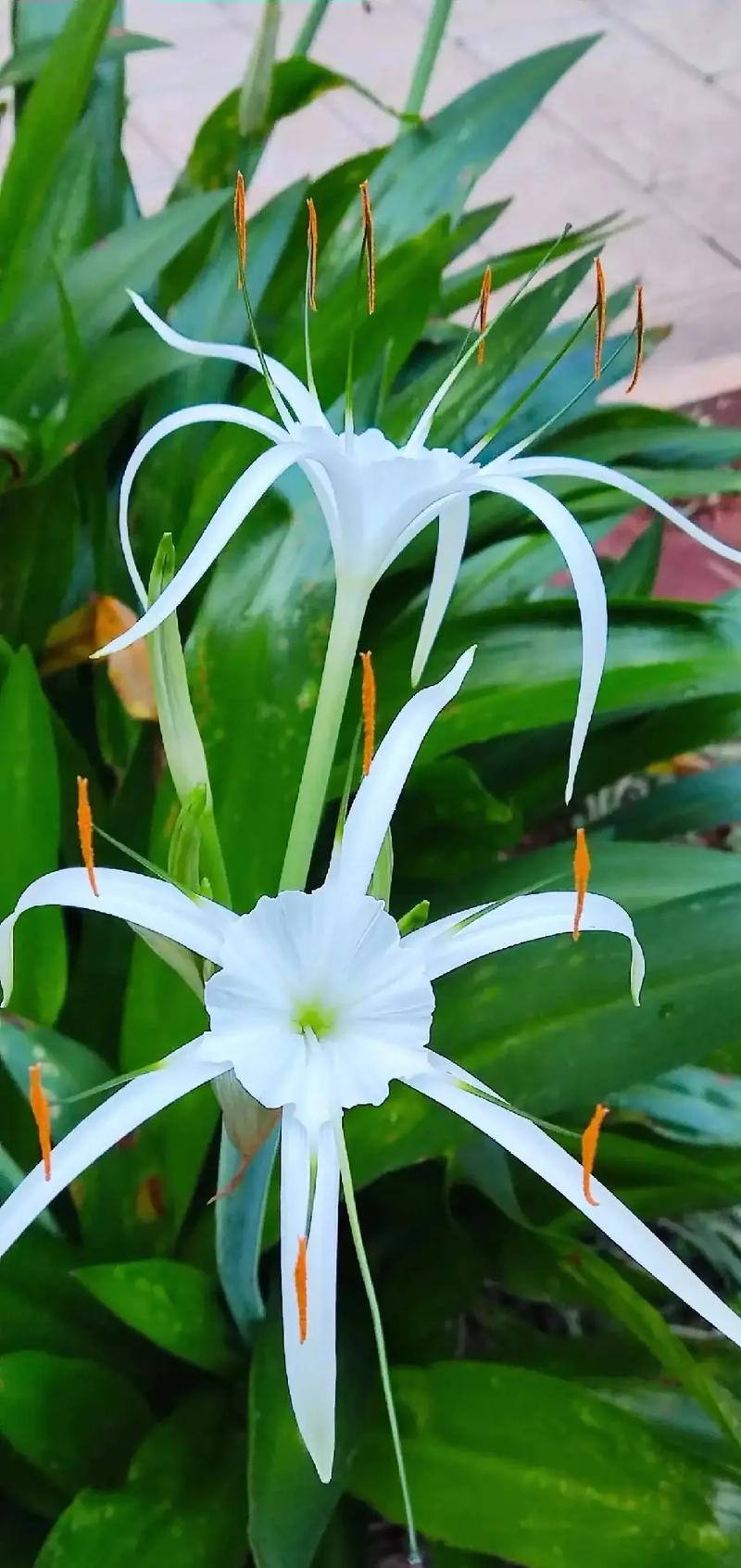 高冷鲜花花语（高冷鲜花花语图片）-第4张图片-花花知道网