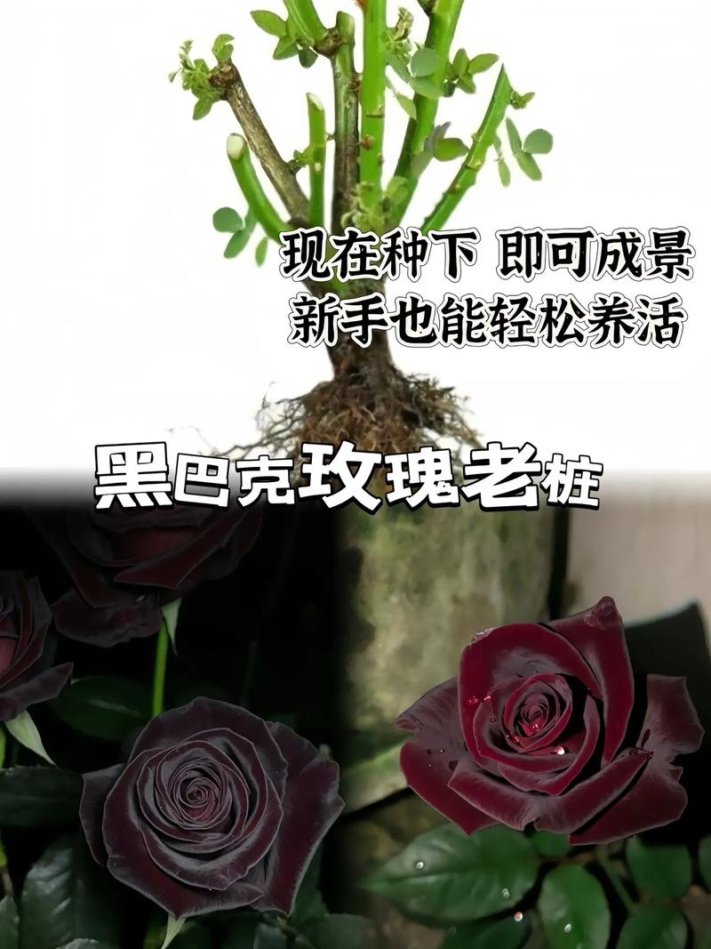 暗黑玫瑰鲜花花语是什么（暗黑玫瑰鲜花花语是什么）-第2张图片-花花知道网