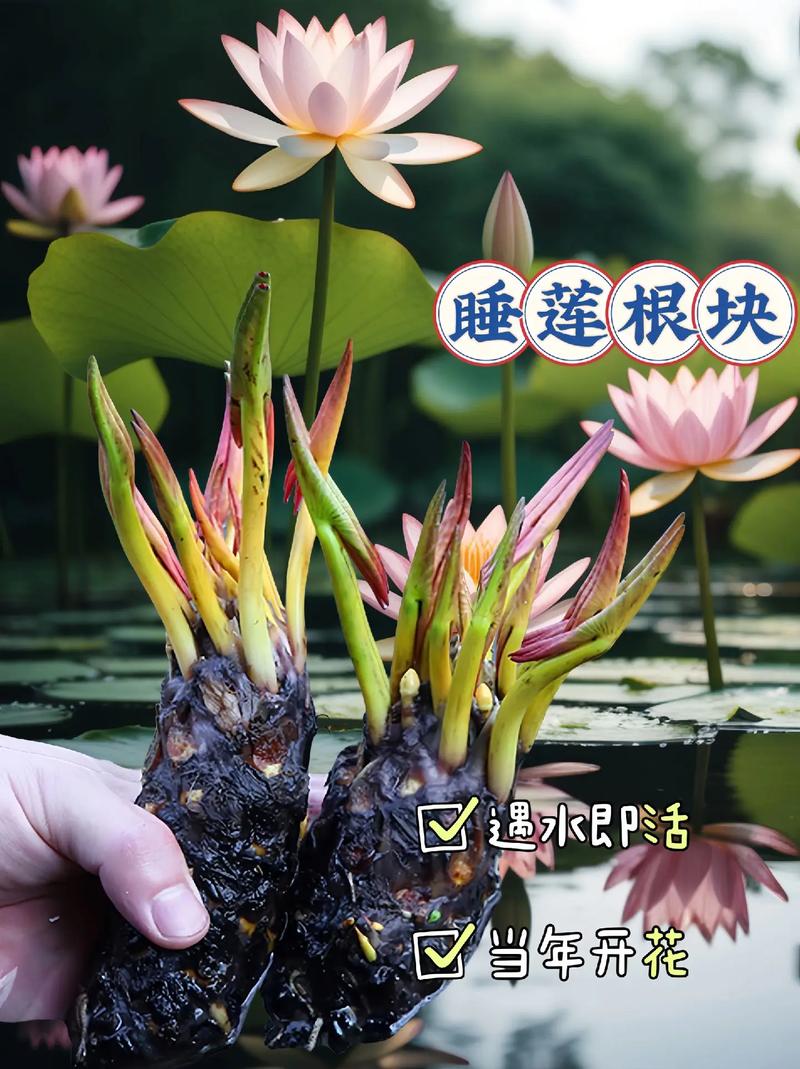 睡莲鲜花花语和寓意（睡莲的花语和寓意还有传说）-第2张图片-花花知道网