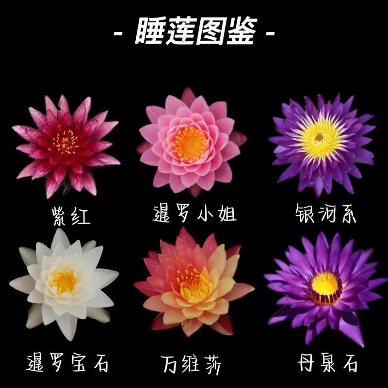 睡莲鲜花花语和寓意（睡莲的花语和寓意还有传说）-第6张图片-花花知道网