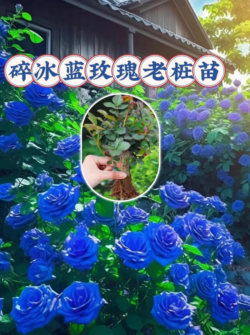 52朵鲜花什么寓意（52朵玫瑰花束寓意）-第4张图片-花花知道网