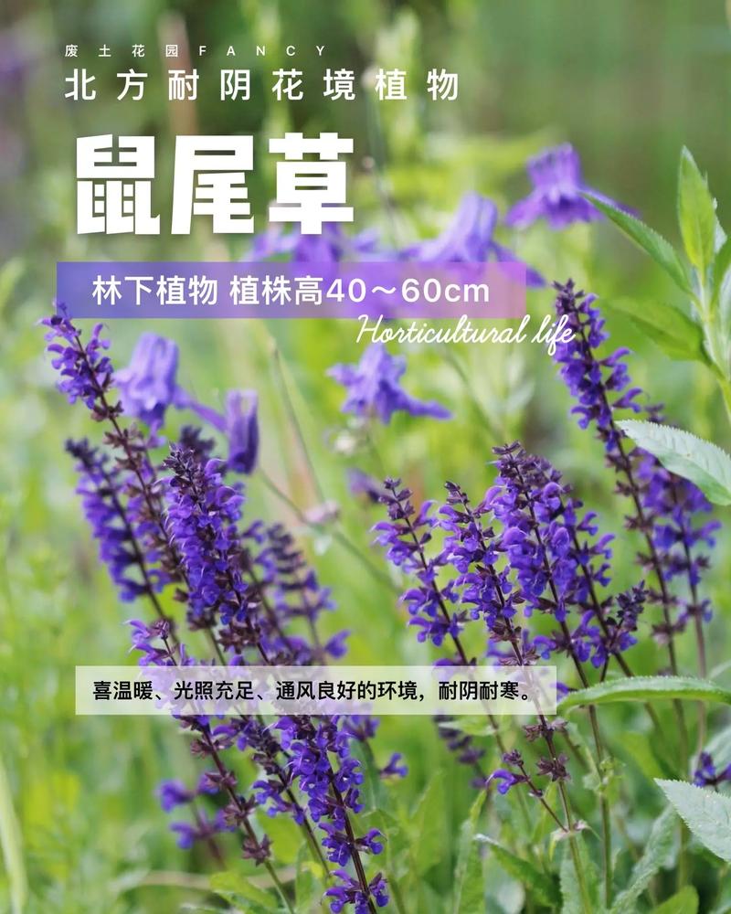 鼠尾草花语（鼠尾草花语是什么）-第1张图片-花花知道网