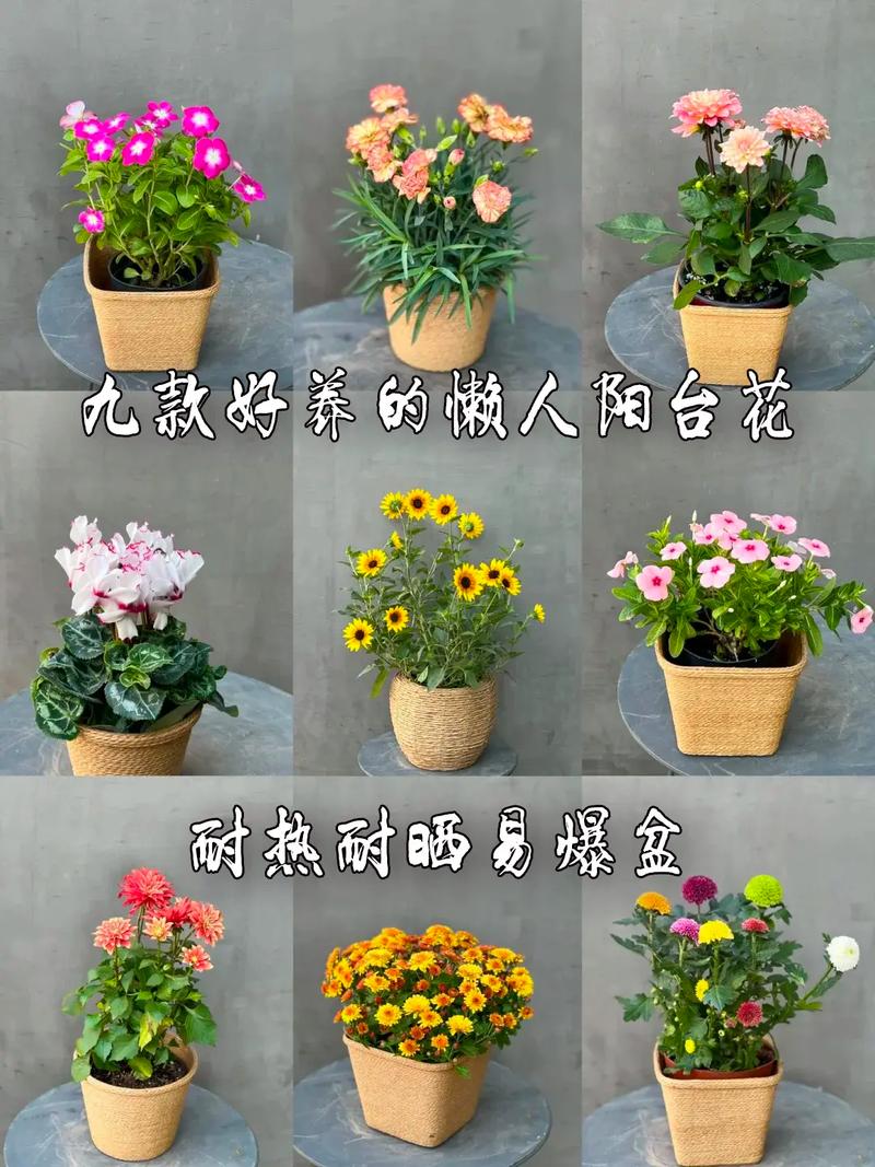 直播间卖鲜花花语（直播卖鲜花行吗）-第1张图片-花花知道网