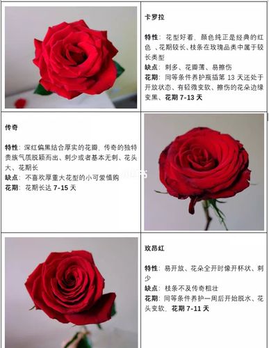 18枝玫瑰鲜花花束寓意（18朵玫瑰花的寓意和花语）-第1张图片-花花知道网