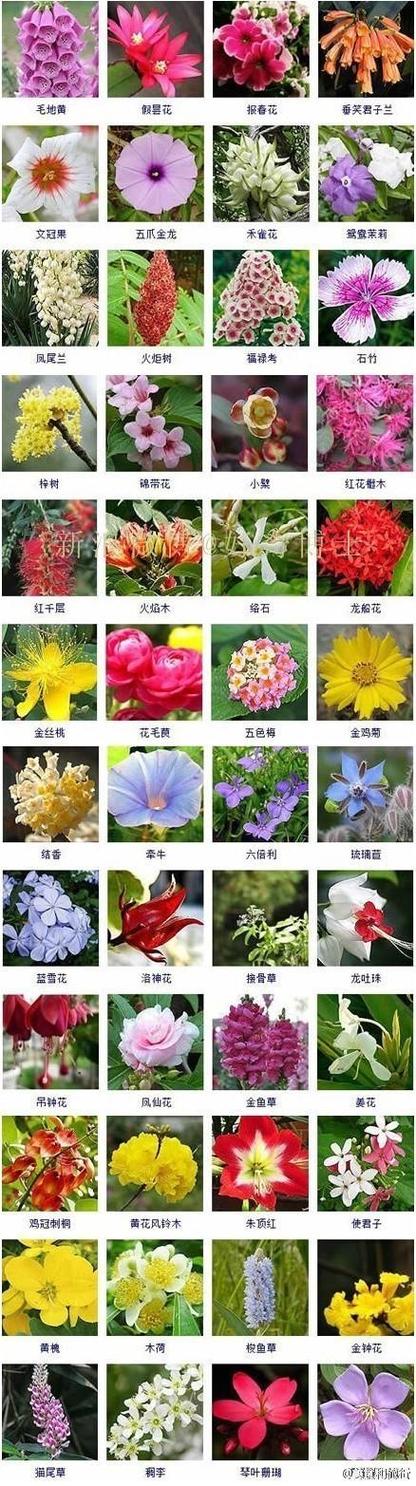 鲜花花语和花名有关（鲜花花语和花名有关的名字）-第2张图片-花花知道网