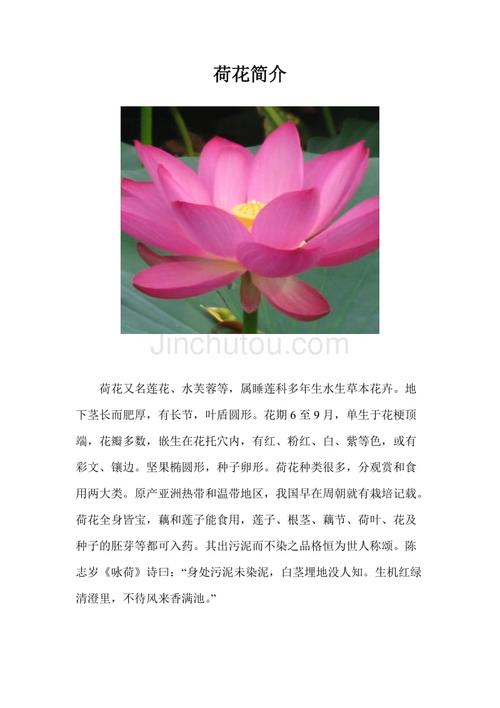 鲜花花语和花名有关（鲜花花语和花名有关的名字）-第4张图片-花花知道网