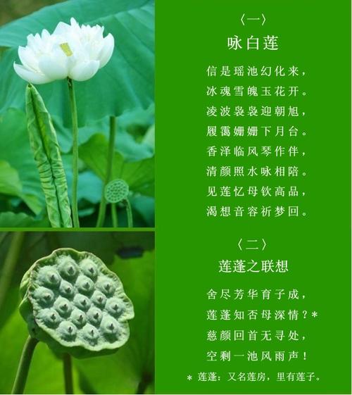 有莲蓬的鲜花花语和寓意（莲蓬花艺图片）-第6张图片-花花知道网