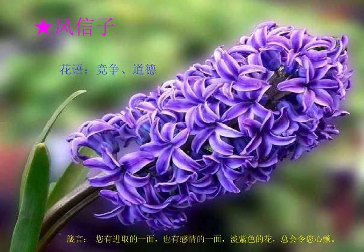 澳洲红宝石鲜花花语（红宝石的花语是什么）-第6张图片-花花知道网