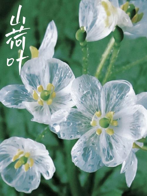 折射鲜花花语（折射鲜花花语的句子）-第7张图片-花花知道网