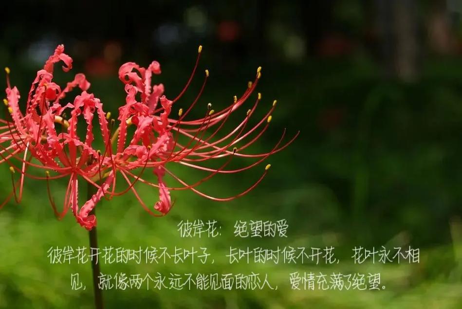 代表错过遗憾的鲜花花语（表达错过的遗憾的id）-第3张图片-花花知道网