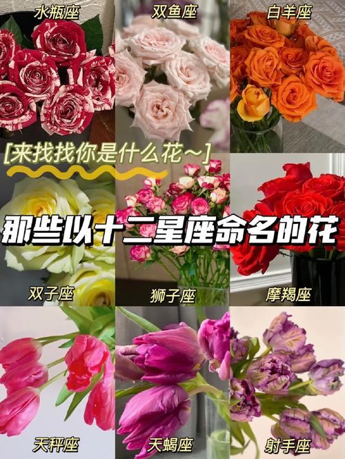 道歉鲜花花语（道歉鲜花花语怎么说）-第2张图片-花花知道网