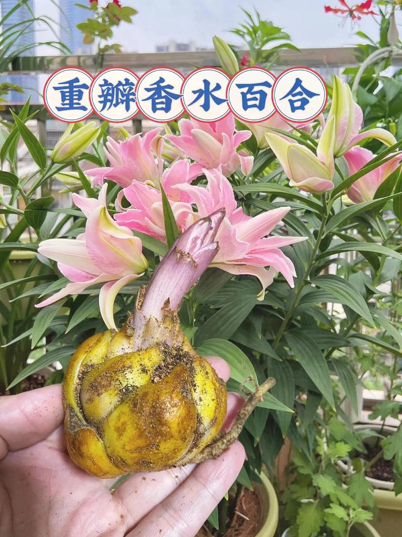 9朵香水百合鲜花花束寓意（香水百合一朵花能开多久）-第3张图片-花花知道网