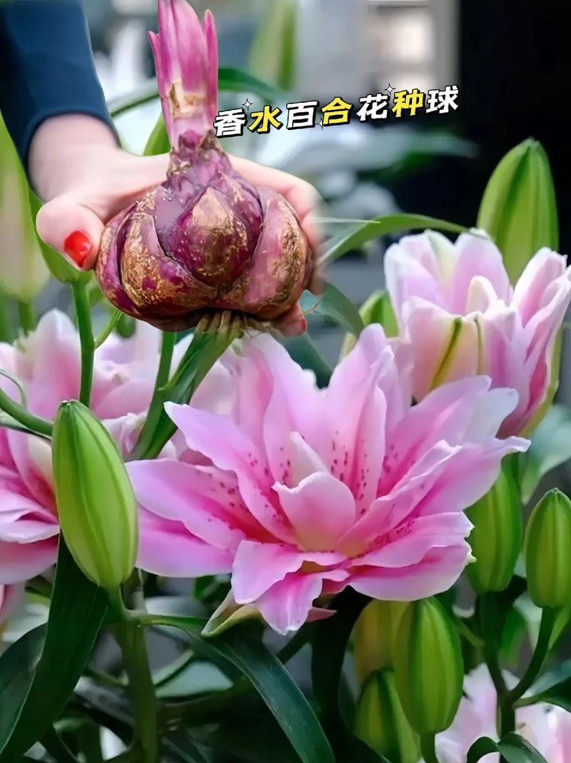 9朵香水百合鲜花花束寓意（香水百合一朵花能开多久）-第4张图片-花花知道网