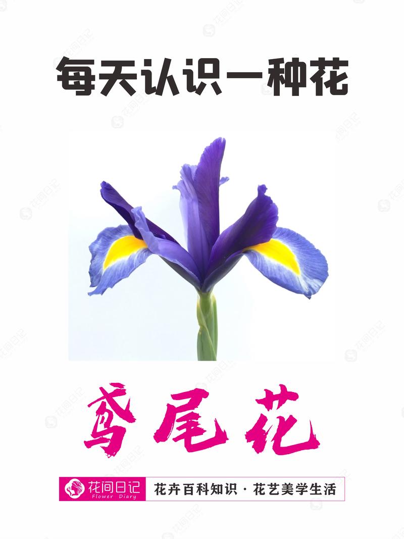 折射鲜花花语是什么意义（折射鲜花花语是什么意义呢）-第7张图片-花花知道网