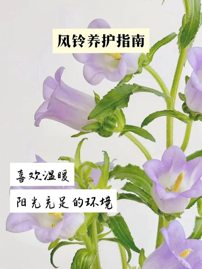 风铃鲜花花语（风铃花的寓意和象征）-第3张图片-花花知道网