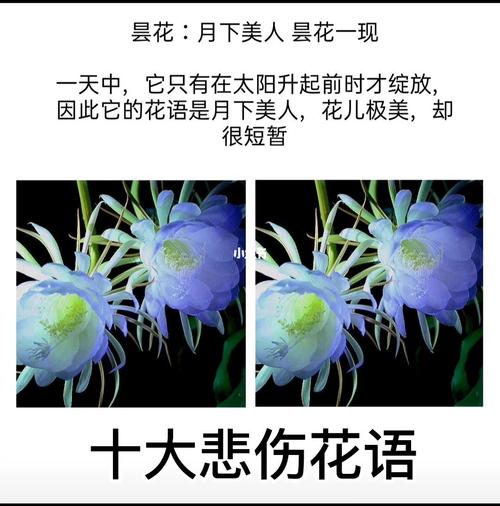 粉红豆鲜花花语（一种叫粉豆的花）-第4张图片-花花知道网