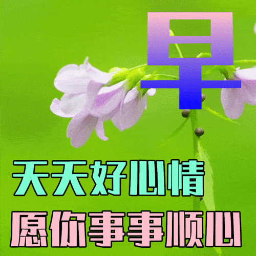 早上好鲜花花语（早上好的鲜花短视频）-第5张图片-花花知道网