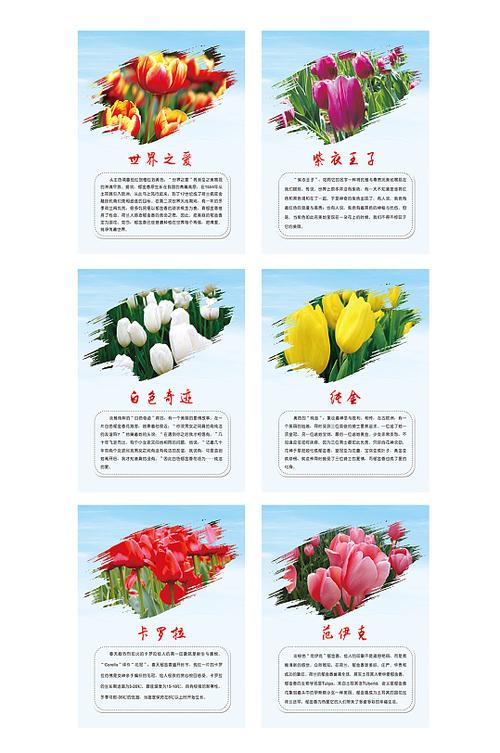 6朵郁金香鲜花花束寓意（郁金香六朵什么意思）-第1张图片-花花知道网