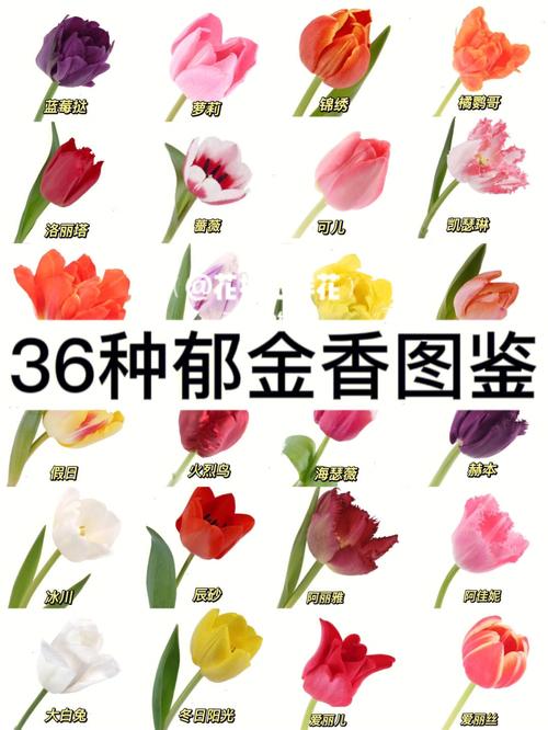 6朵郁金香鲜花花束寓意（郁金香六朵什么意思）-第3张图片-花花知道网