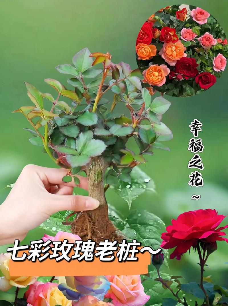 11朵黄玫瑰鲜花寓意（11朵黄玫瑰的花语）-第4张图片-花花知道网