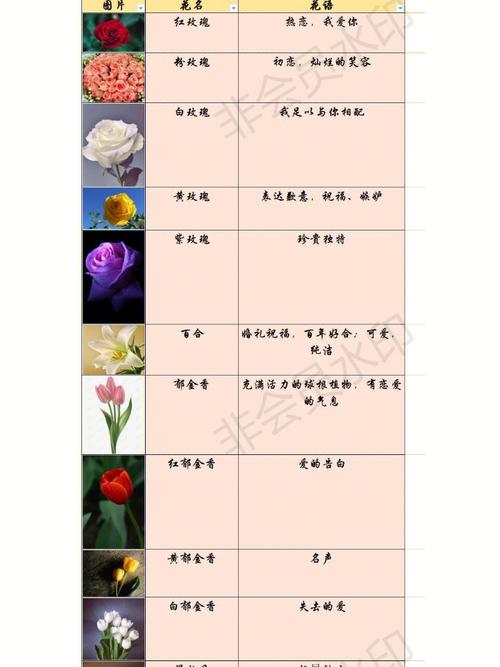 22支鲜花的寓意（21支鲜花代表什么）-第3张图片-花花知道网