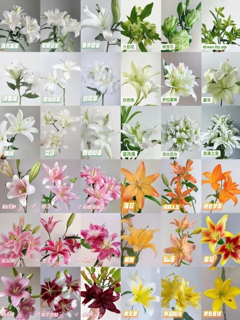 5朵百合鲜花花束寓意（5朵百合花的寓意）-第4张图片-花花知道网